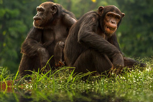 rwanda-chimpanzee-tour