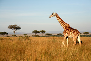 Giraffe1a-5a1daa6eacee5