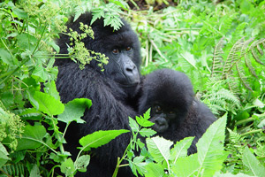 Gorillas2a-5a1da66a0a801