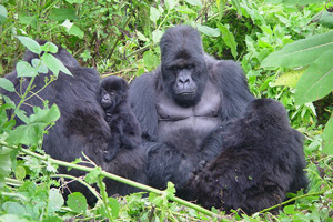 Gorillas4a-5a1dab9e2e533