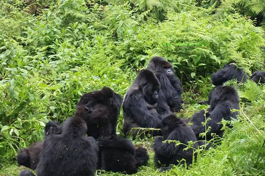 1-day-gorilla-trek-rwanda
