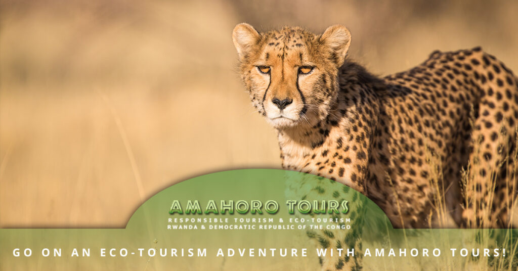 Go-On-An-Eco-Tourism-Adventure-With-Amahoro-Tours-5ade0de3af3f4
