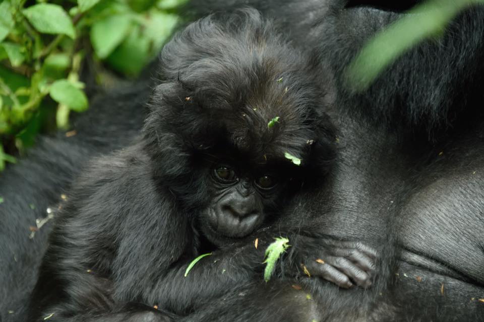 1-day-gorilla-tour-rwanda