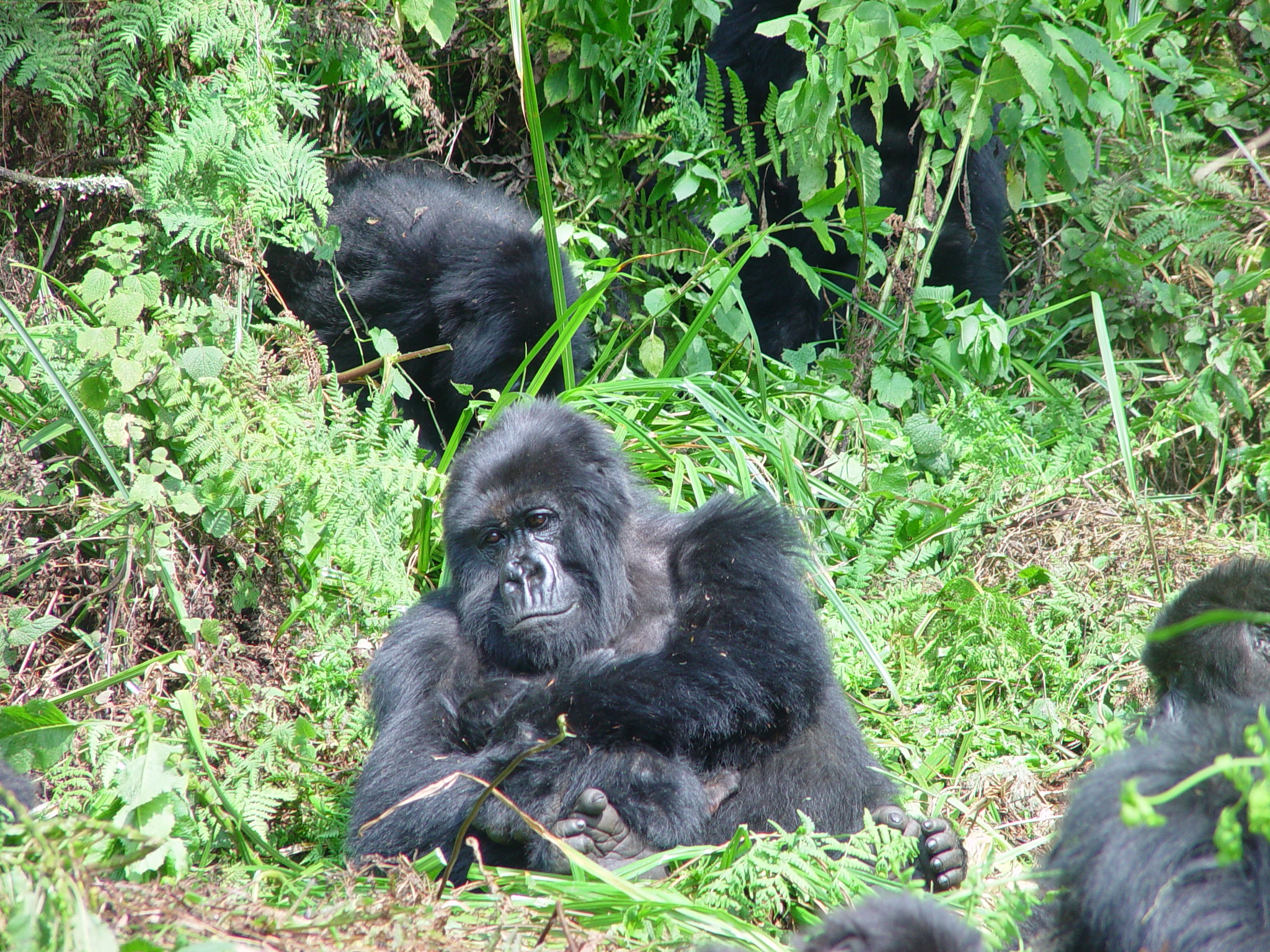 4-day-uganda-gorilla-tour-company