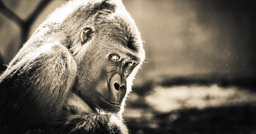 Gorilla-1-5cc1543b14e55
