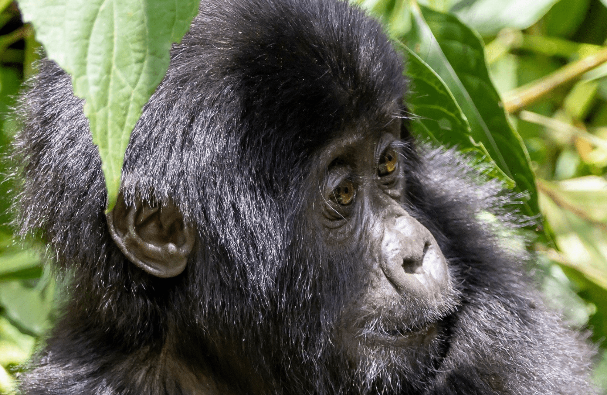 different-types-of-gorillas