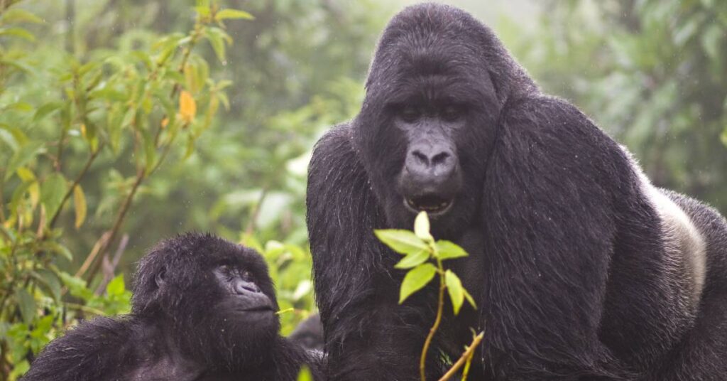 Gorilla-Trek-Supplies-Feat-Img-5d5f0b680ada3