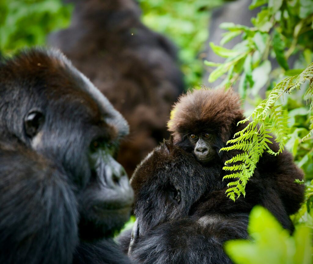 Congo-Gorilla-Trekking-Tours-in-Congo