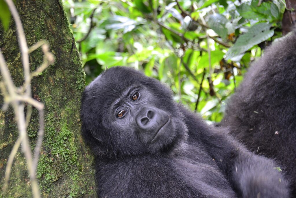 Congo-gorilla-trekking