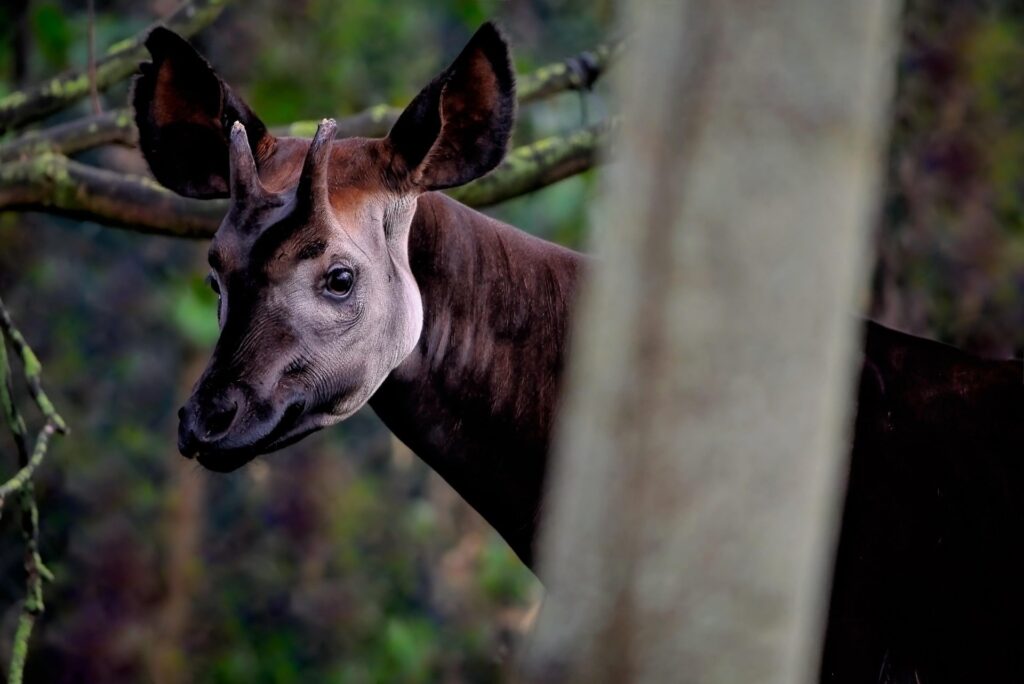 responsible-tourism-in-the-democratic-republic-of-the-congo