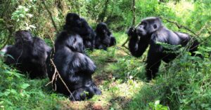 An image of a troop of gorillas.