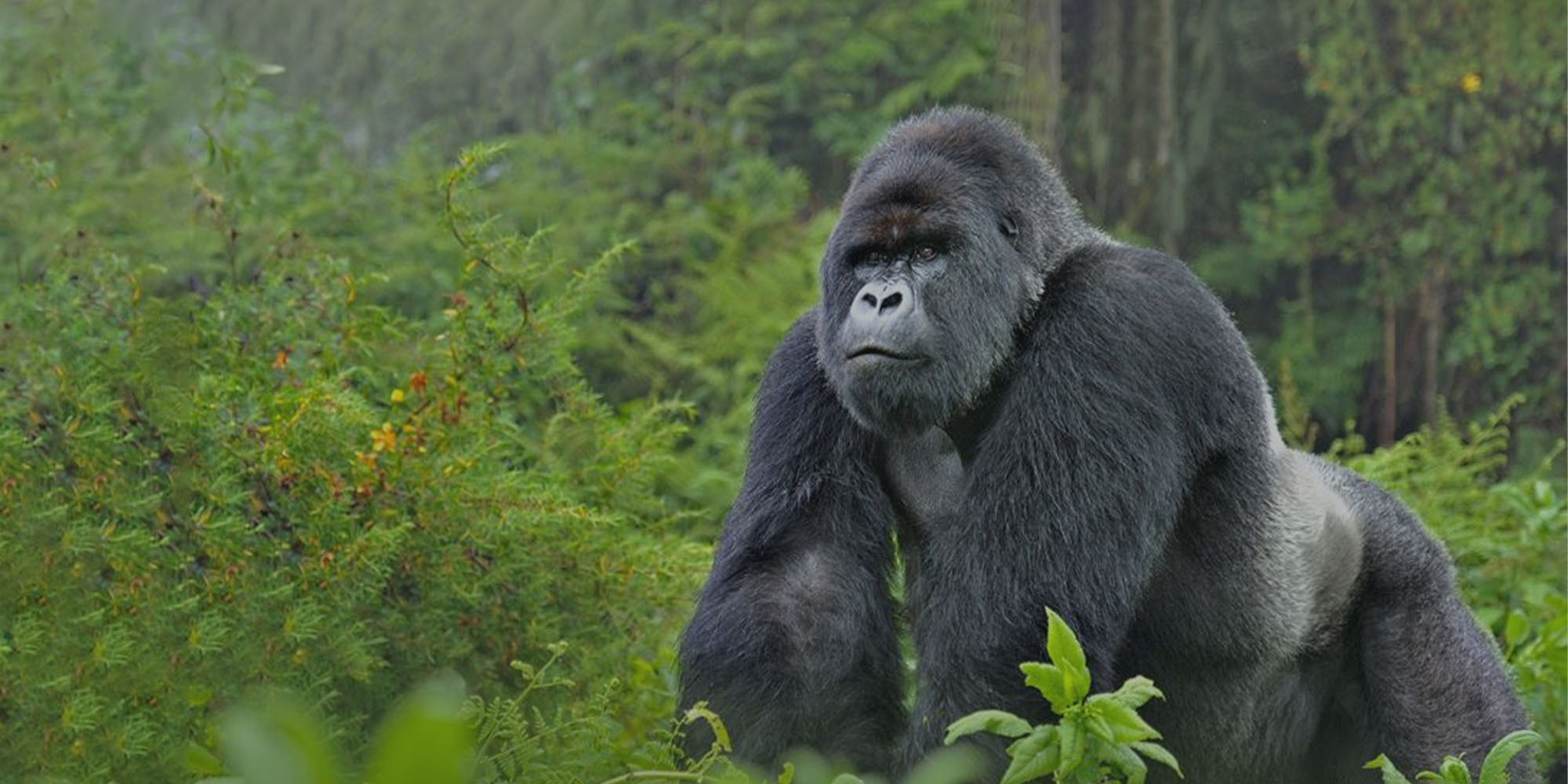 4-day-uganda-gorilla-tour
