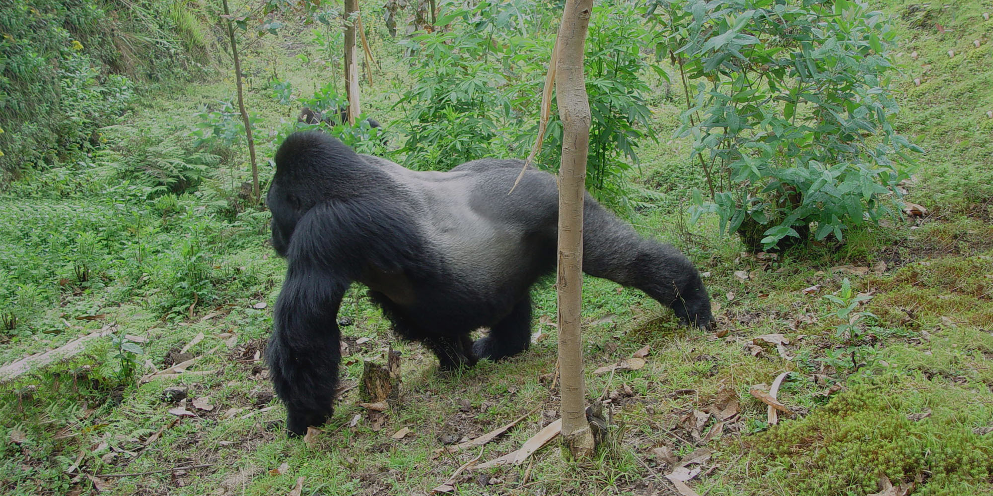 6-day-gorilla-tour-rwanda