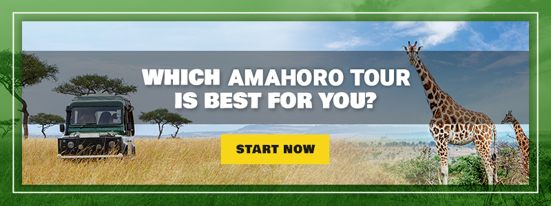 Which-AmahoroTour-Is-Best-For-You-CTA-Banner-6046929af24f6 copy