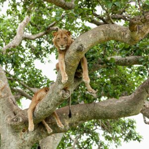 Two lions resting on tree branches