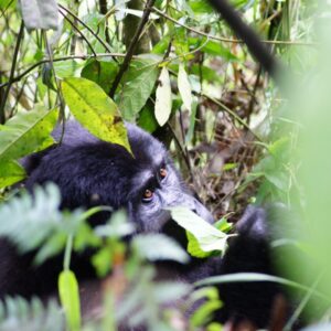 A chimpanzee among leaves and branches