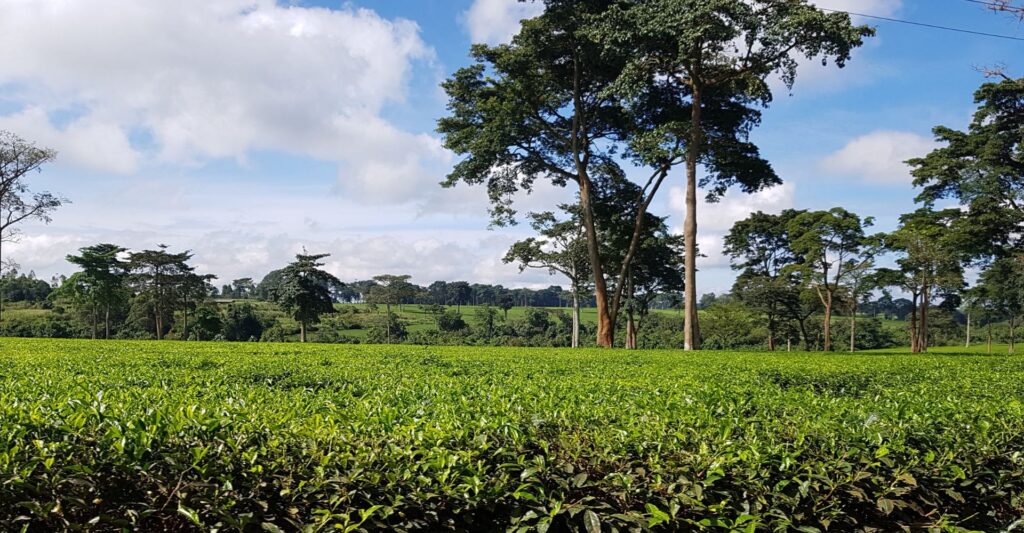 Uganda countryside