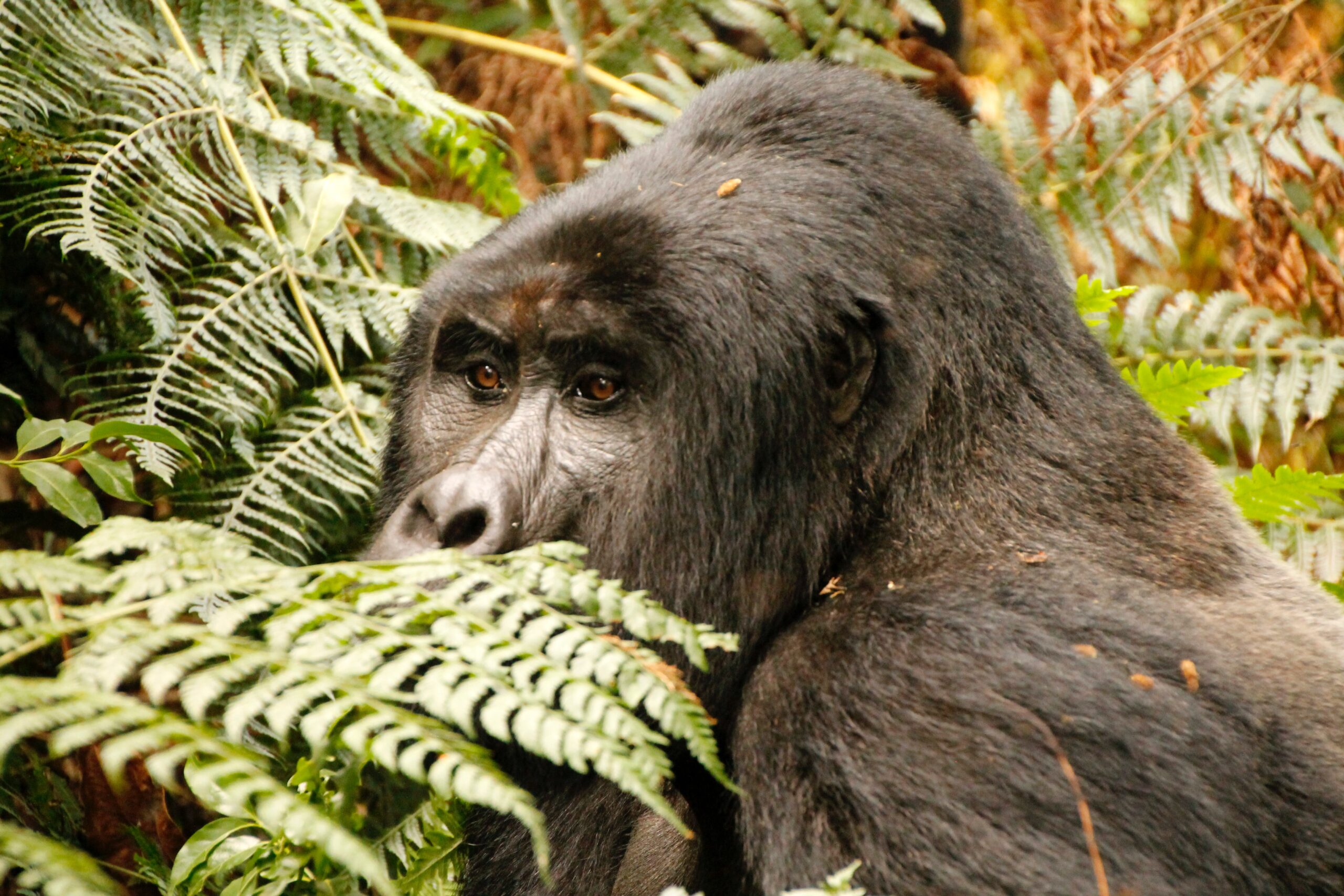 6-day-gorilla-trekking-rwanda