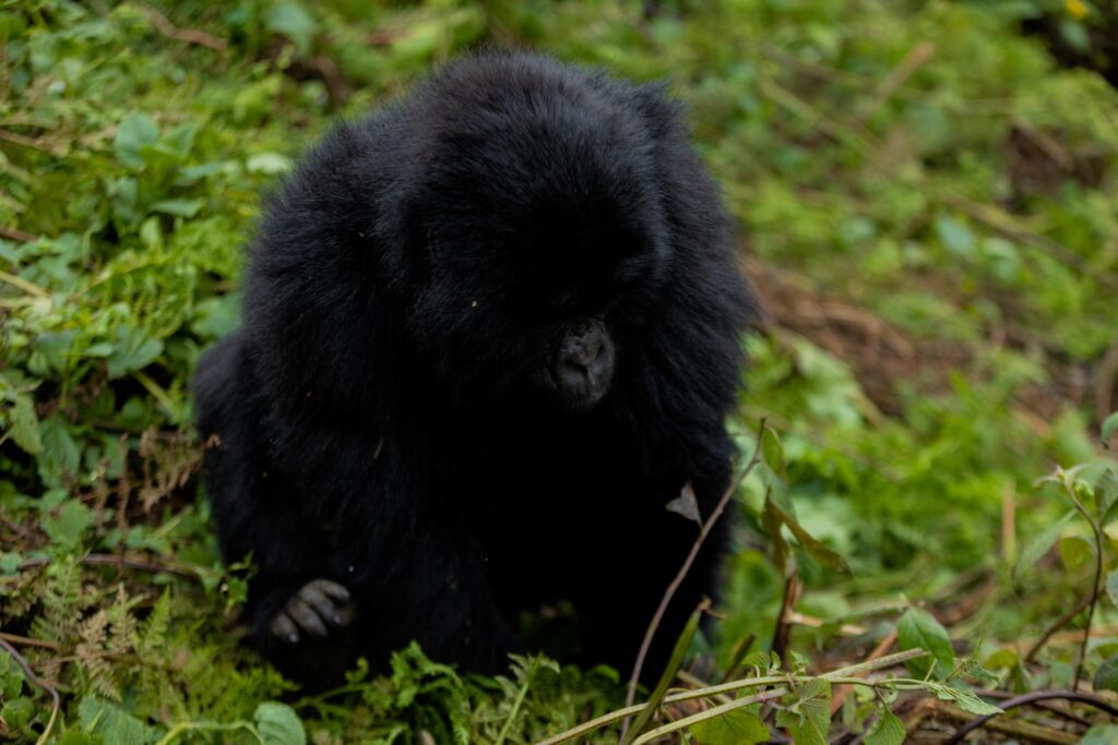1-day-gorilla-trekking-Rwanda
