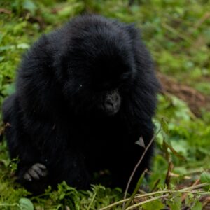 1-day-gorilla-trekking-Rwanda