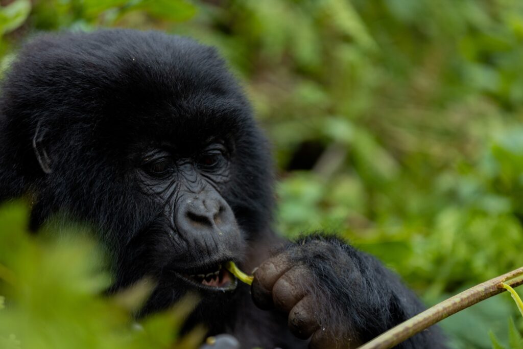 Rwanda-1-day-gorilla-tour