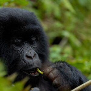 Rwanda-1-day-gorilla-tour