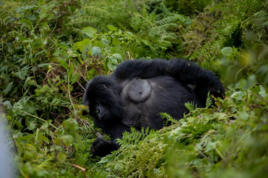 best-1-day-gorilla-tour