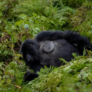 best-1-day-gorilla-tour