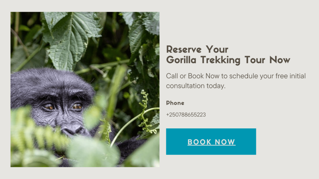 gorilla-one-day-trek