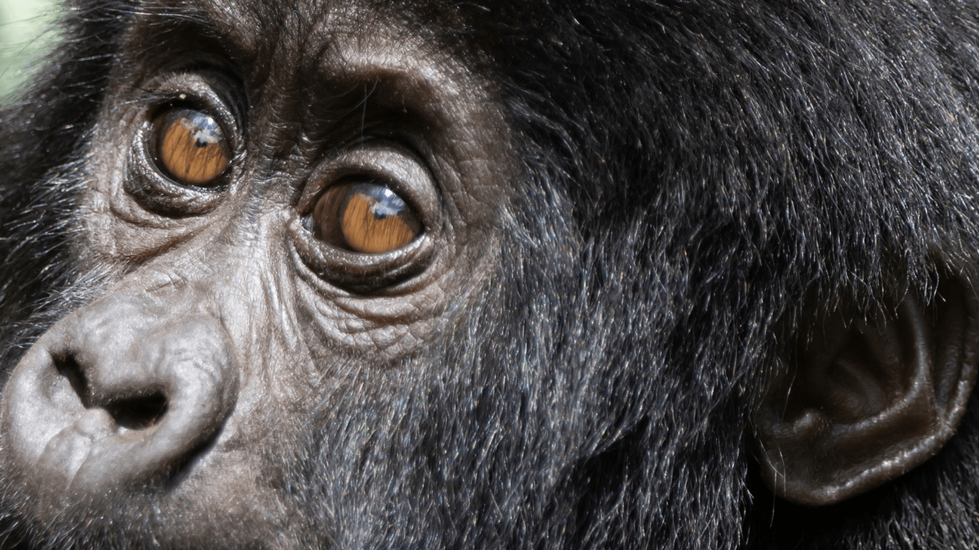 womens-gorilla-safari-in-uganda