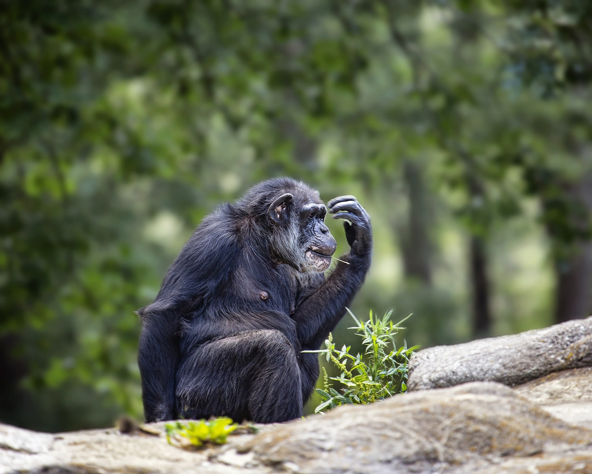 10-day-chimpanzee-trekking-in-rwanda