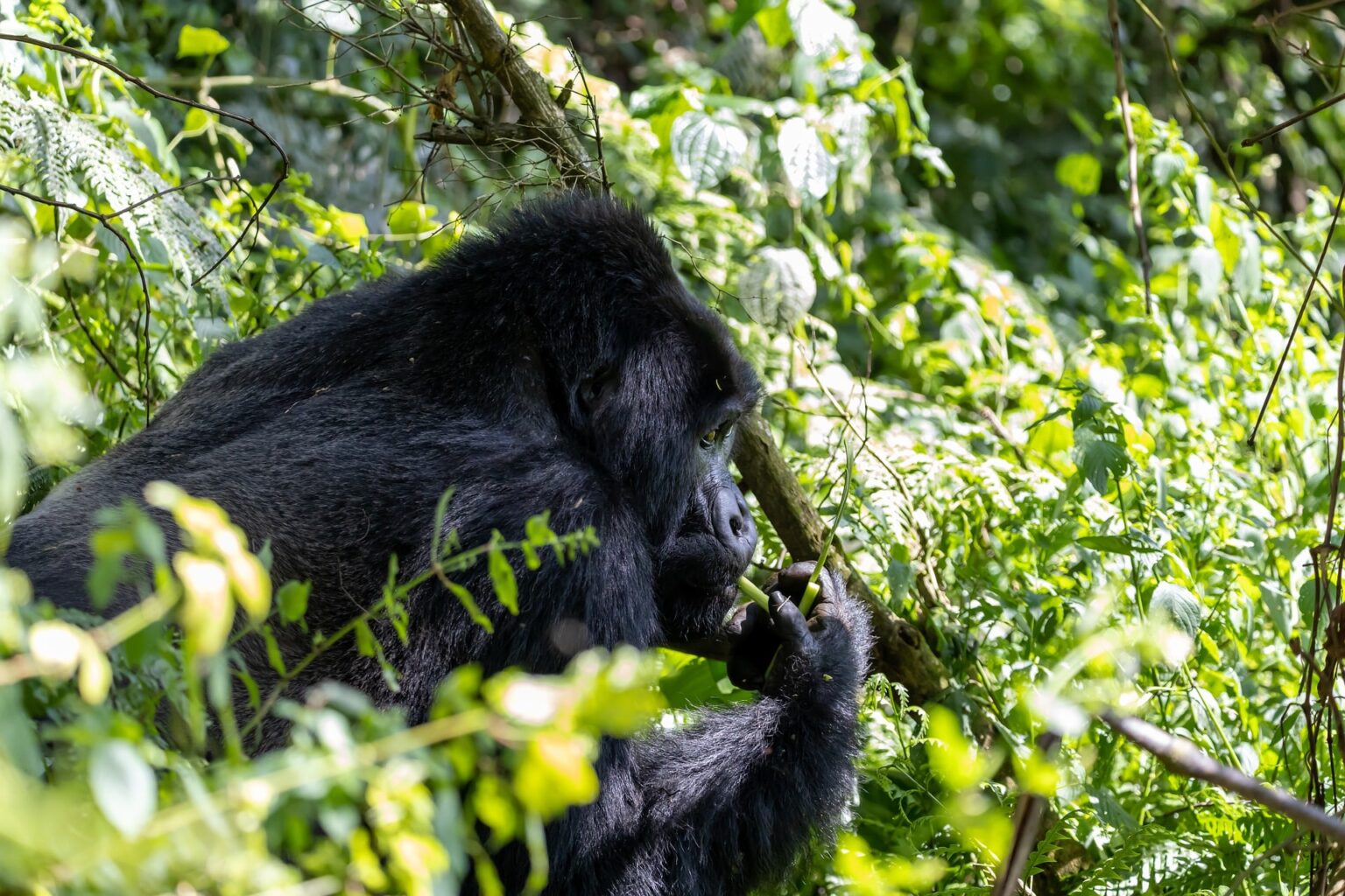 10-days-gorilla-tour-in-Rwanda