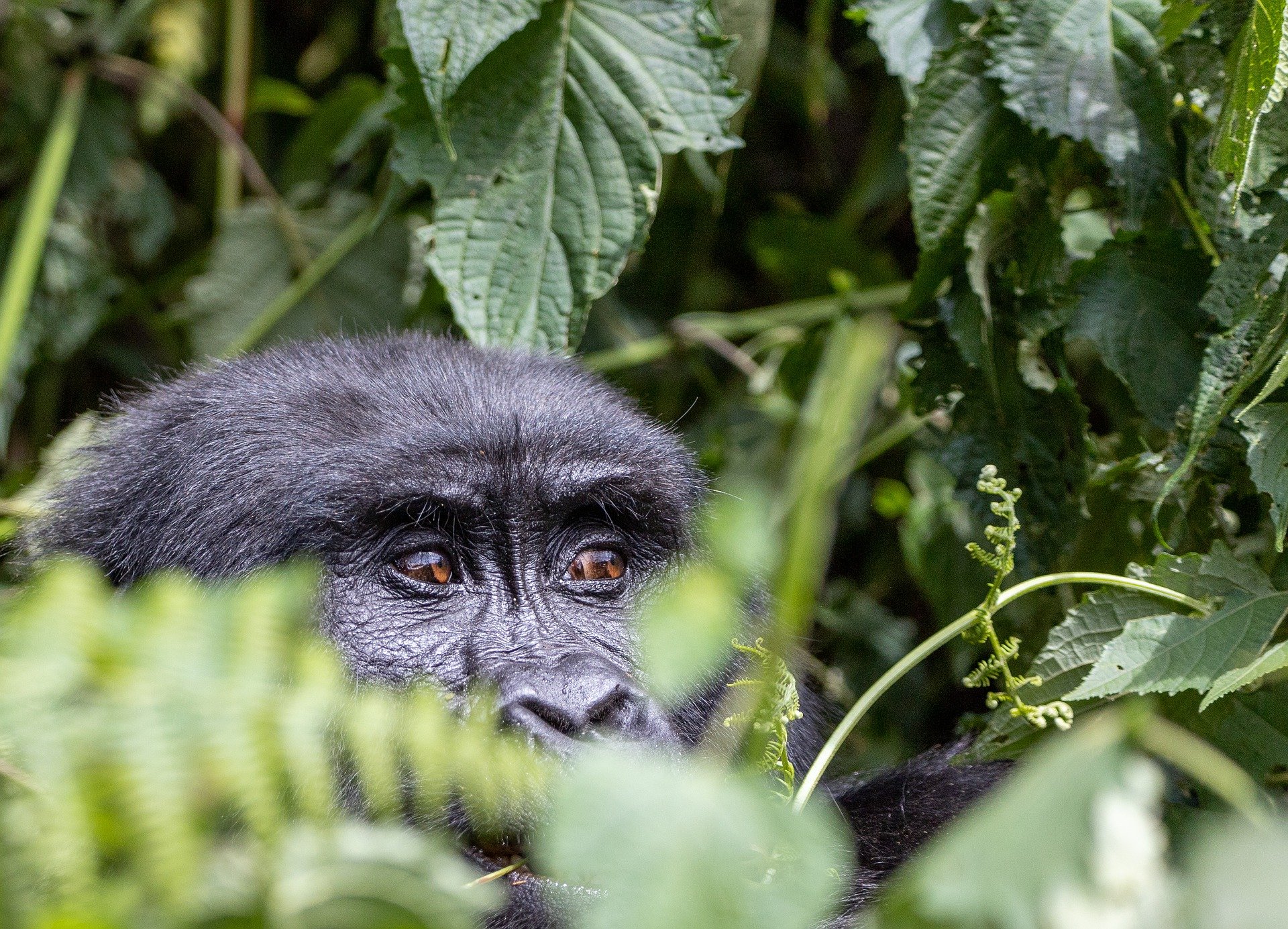 3-days-eastern-lowland-gorilla-trekking-congo
