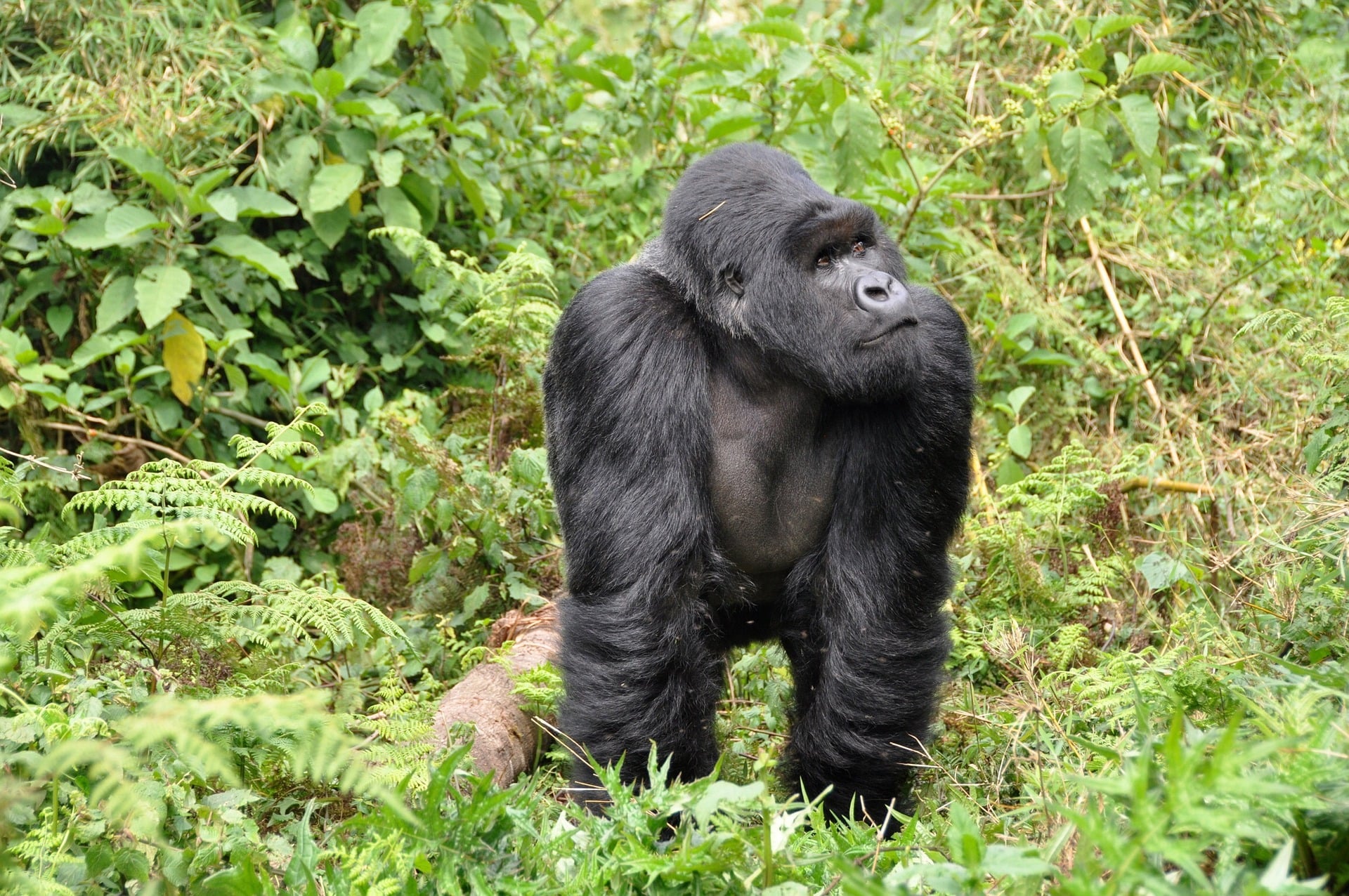 best-3-day-gorilla-trekking-Rwanda