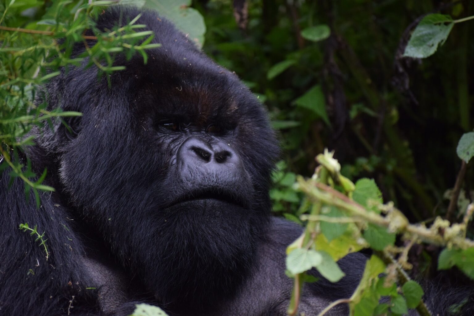 4-Day-Bwindi-Gorilla-Tracking-safari