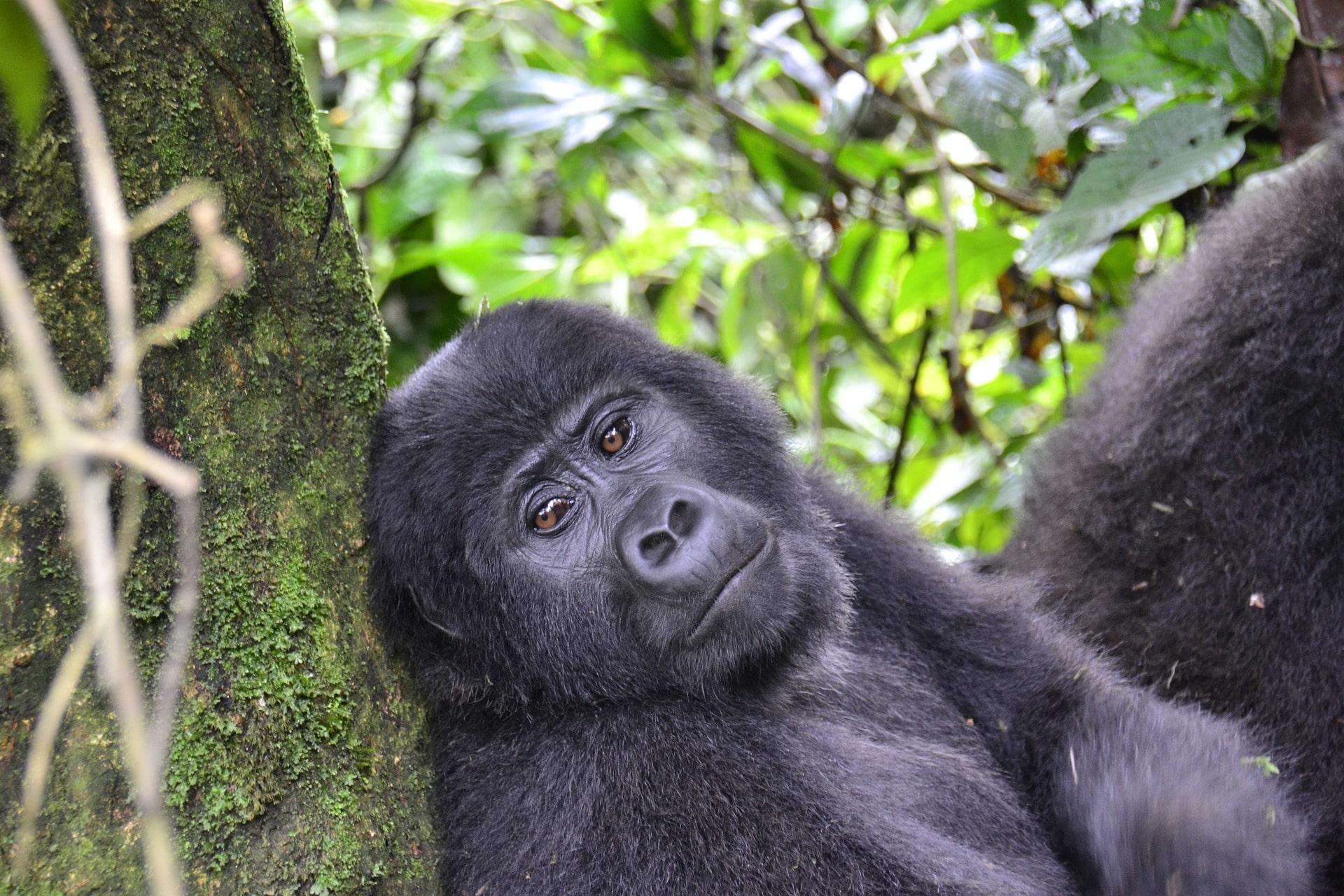 4-day-rwanda-uganda-tour