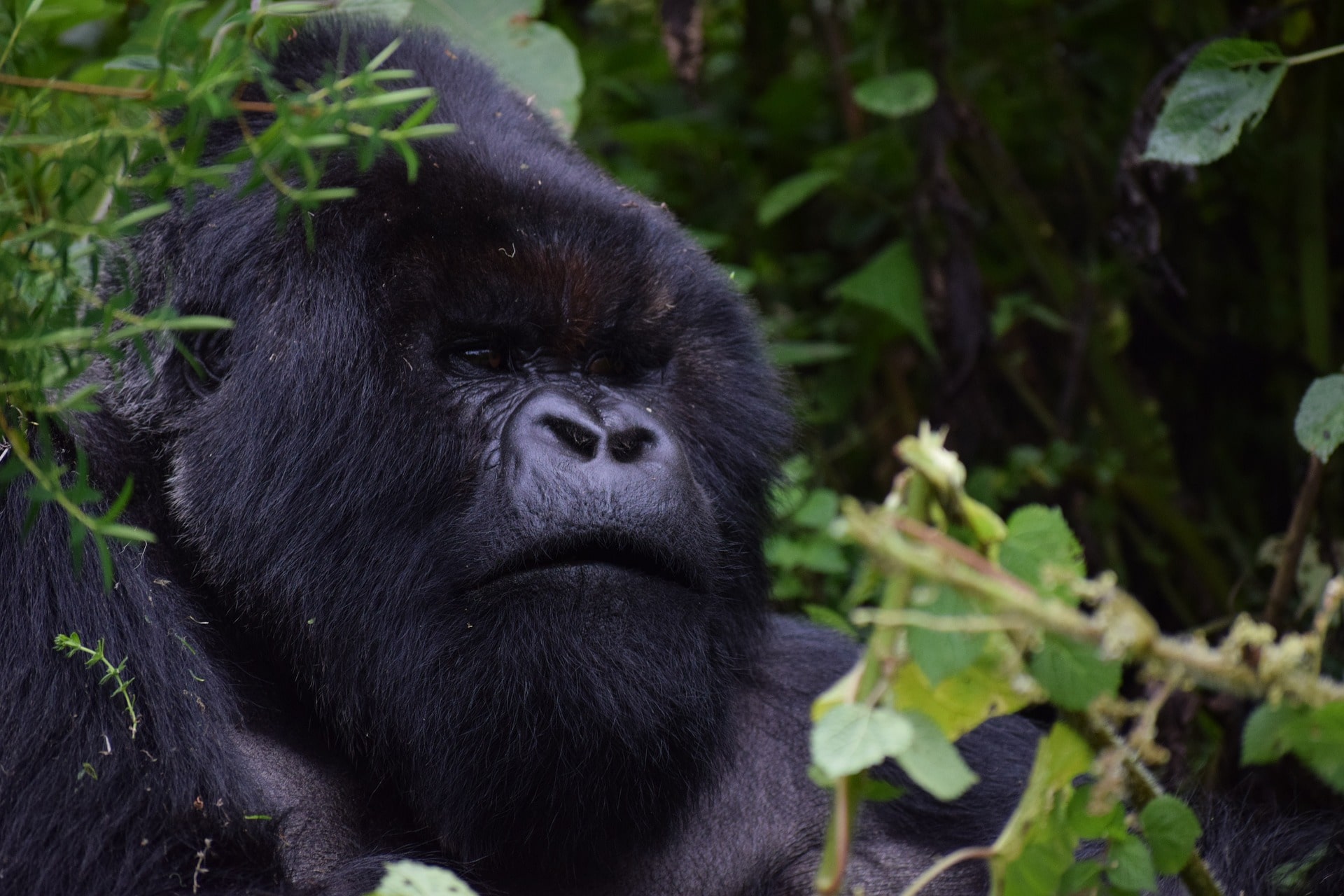 5-Day-Uganda-Gorilla-Tracking-safari