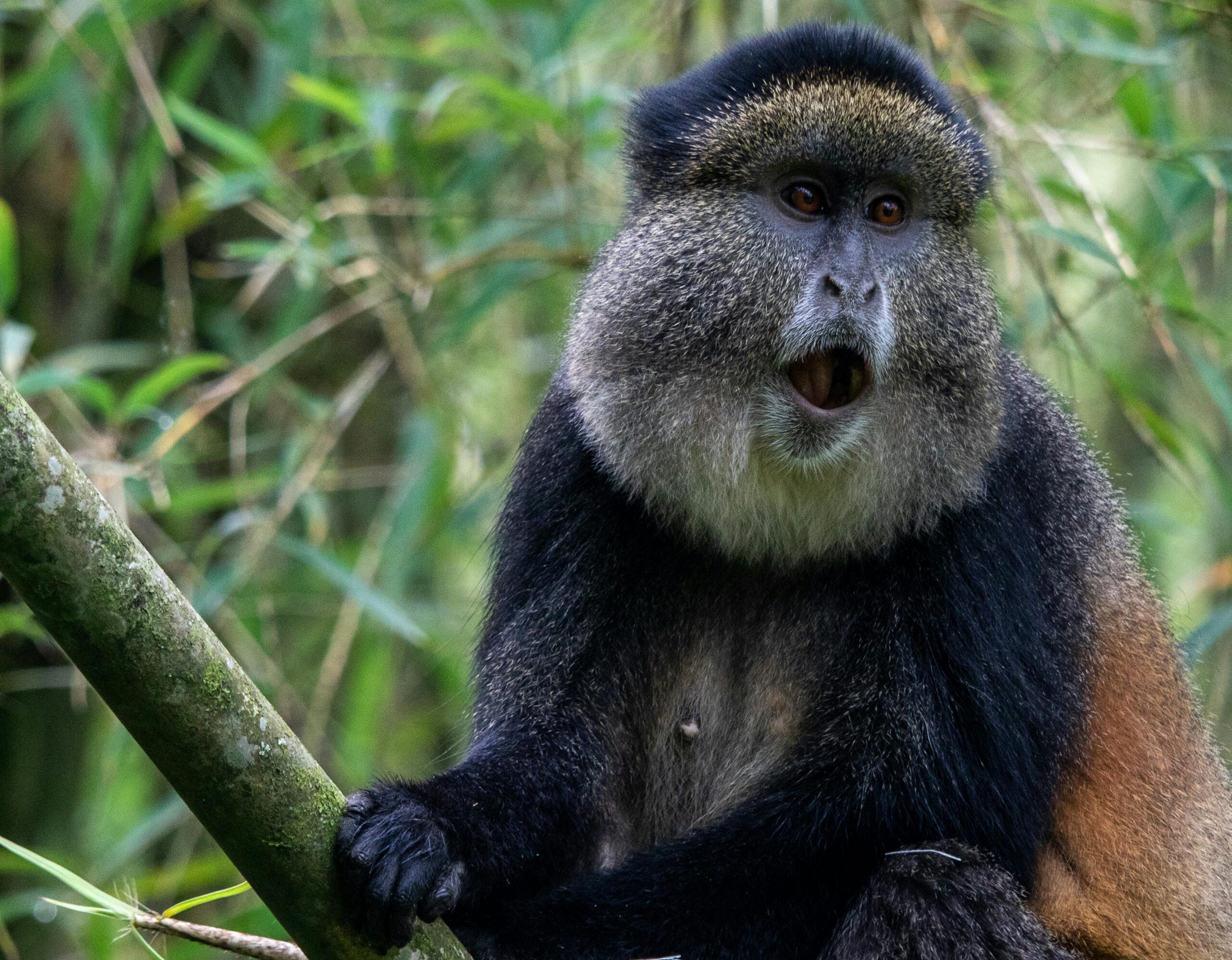 6-day-golden-monkey-tour-rwanda