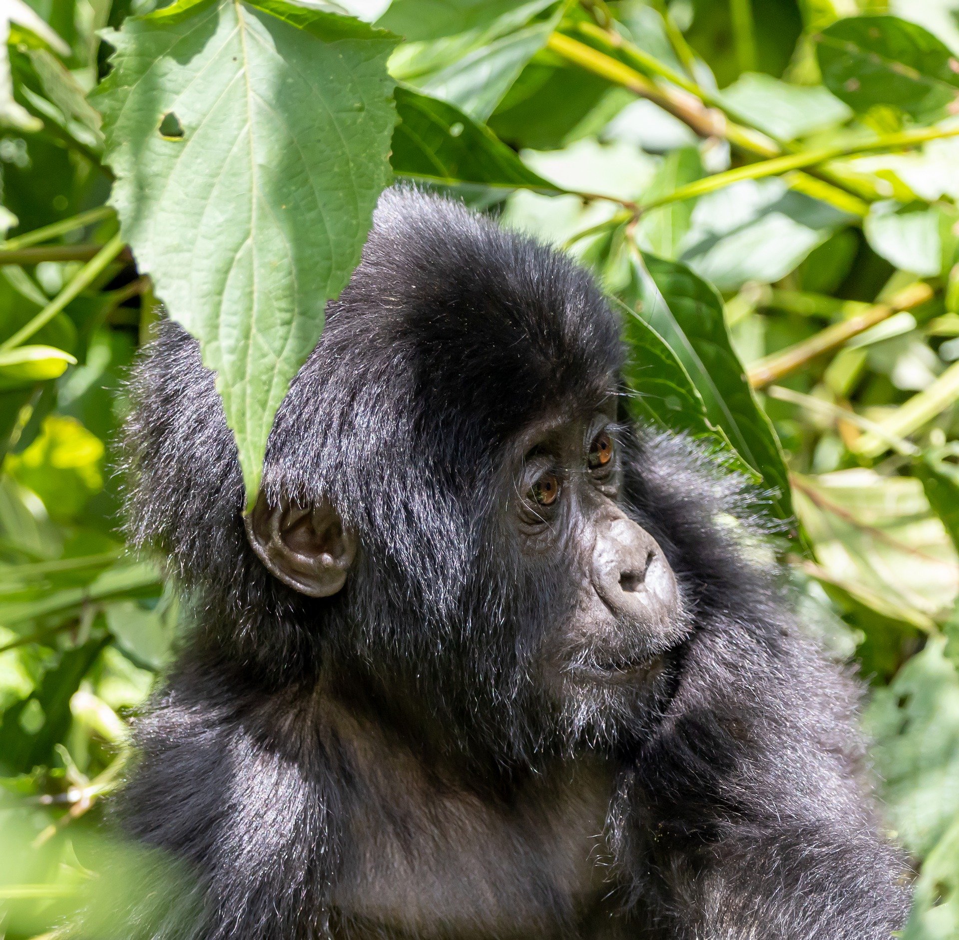 6-day-gorilla-tour-in-Rwanda-and-akagera-national-park-safari