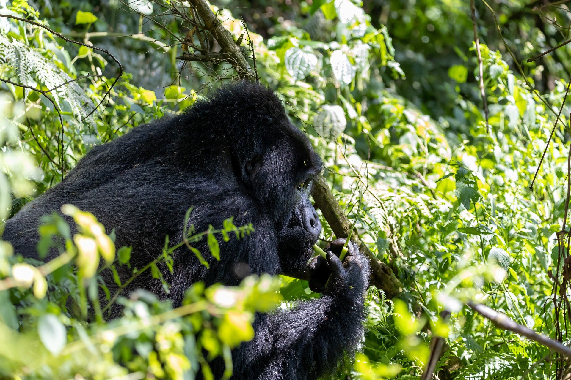 7-day-uganda-rwanda-congo-gorilla-trek