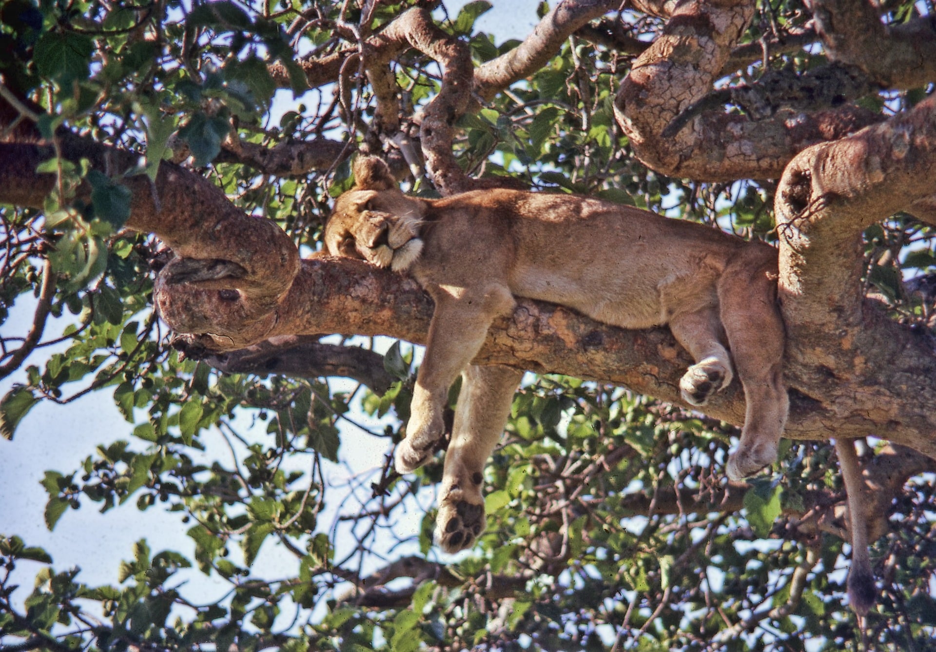 Elizabeth-national-park-safari