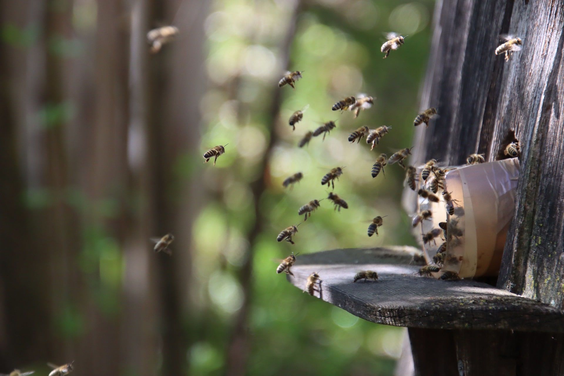 beekeeping-in-rwanda
