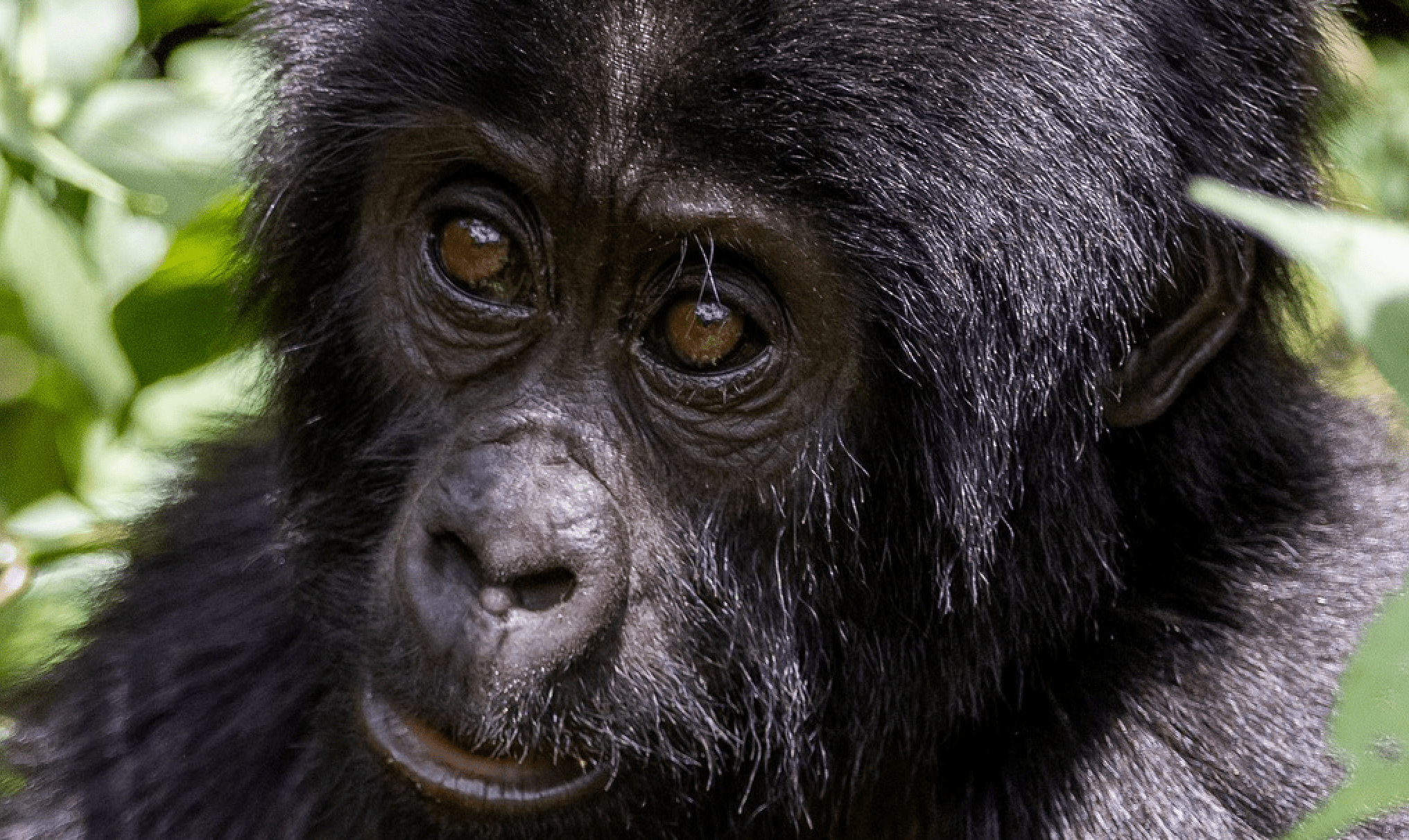 best-3-days-rwanda-gorilla-tours-