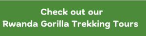 endangered gorilla trek