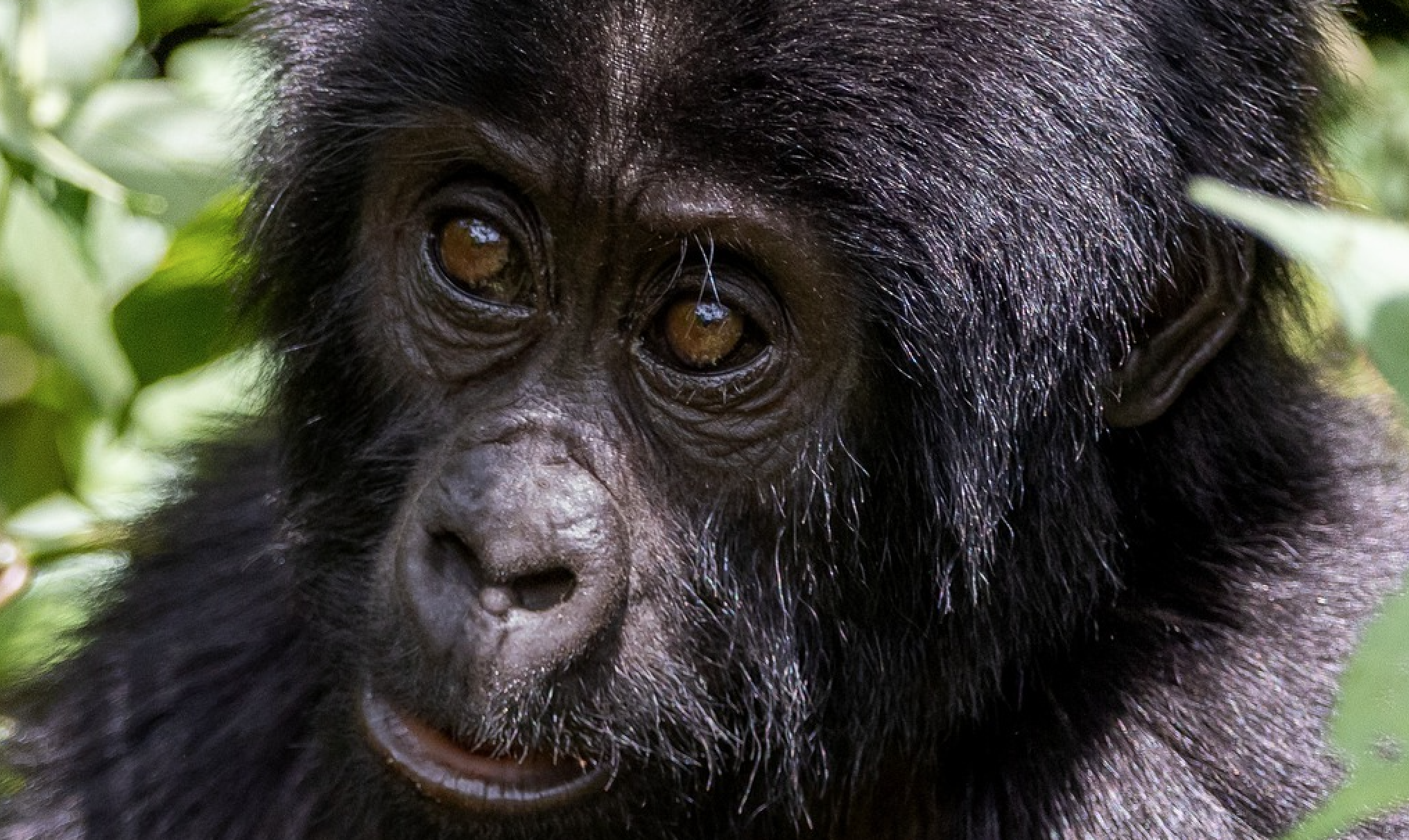 multi-day-gorilla-trekking-tour-rwanda