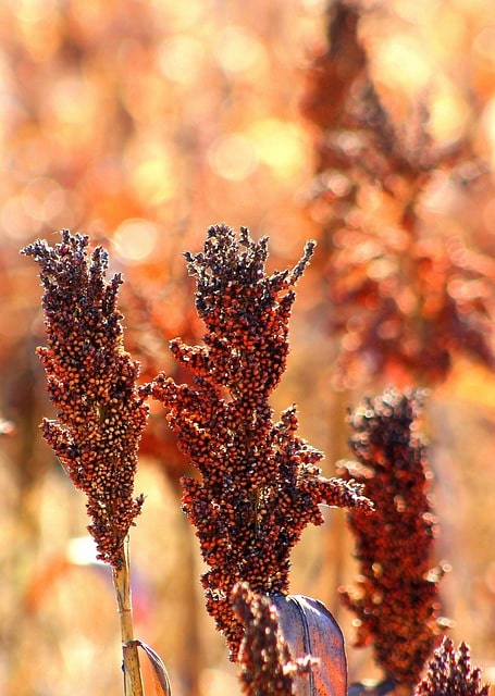 sorghum-beer-production-rwanda