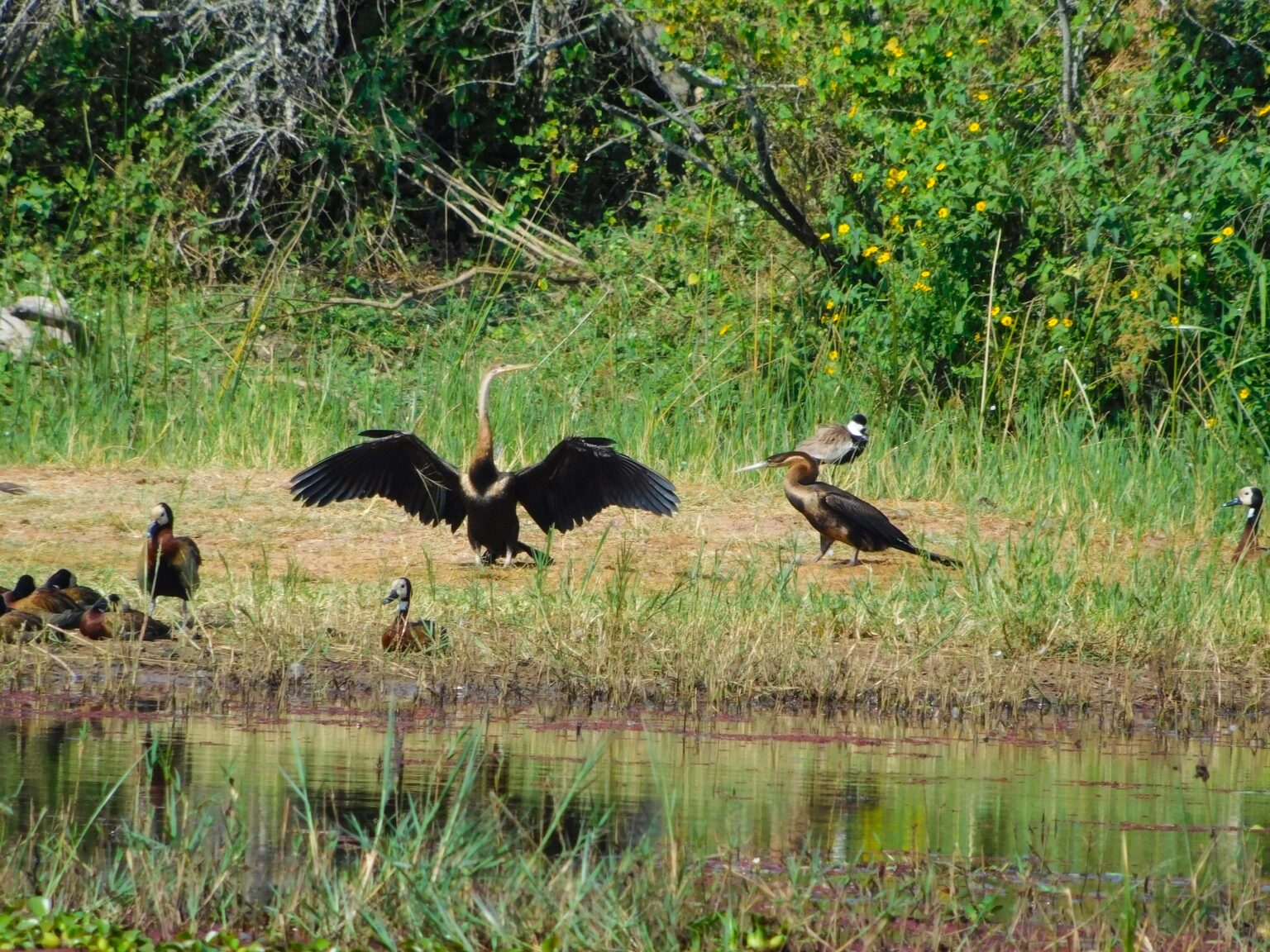 500-species-of-birds-in-Rwanda