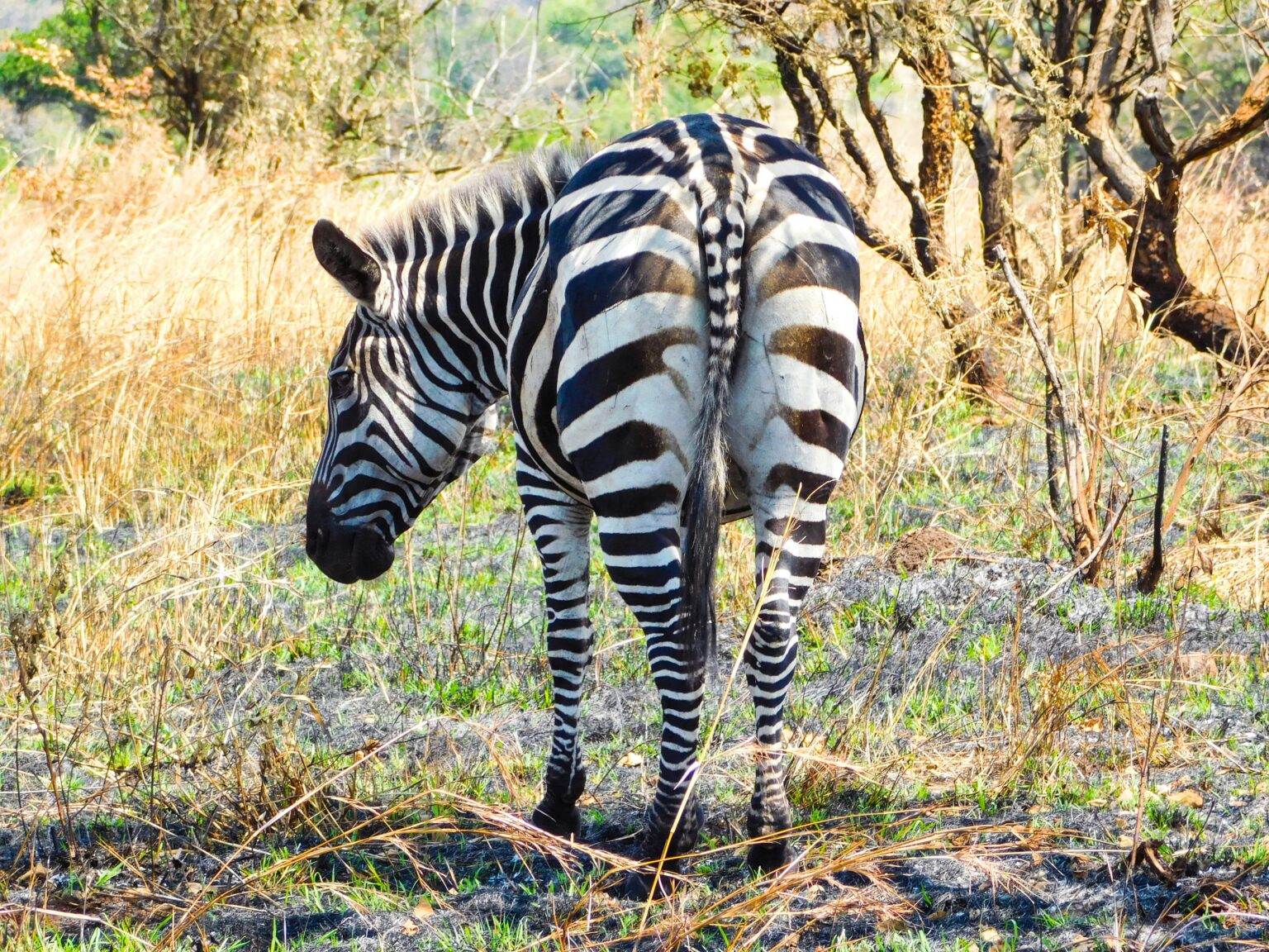 Akagera-natioanl-park-safari-zebras