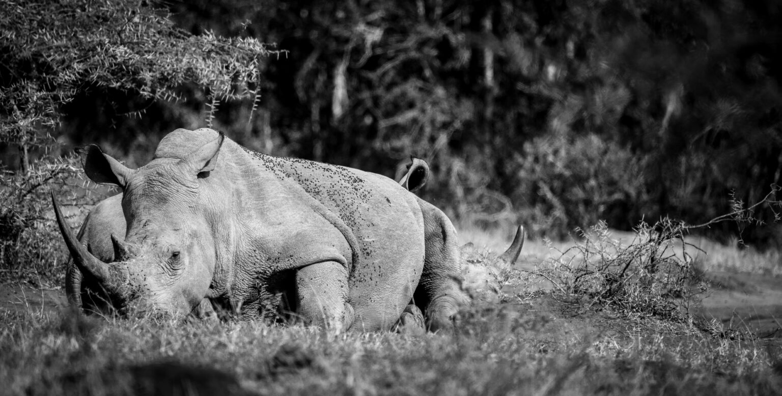 Akagera-national-park-Rhino-Rwanda