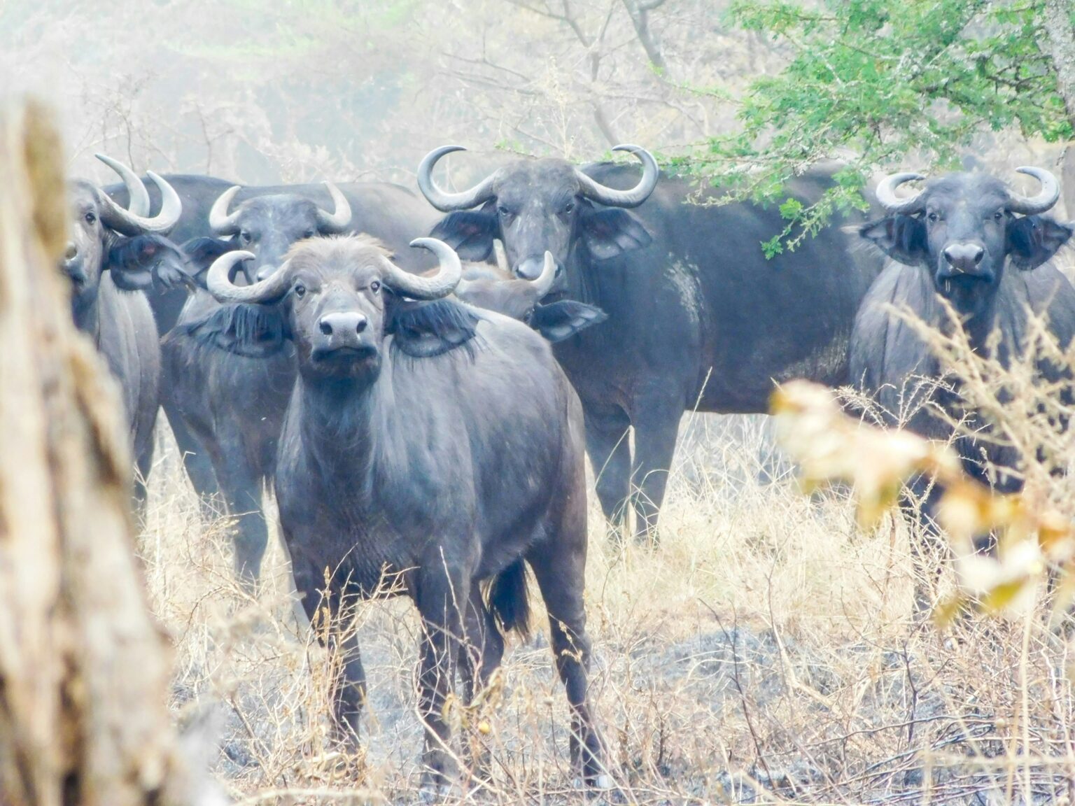 Akagera-national-park-buffalo